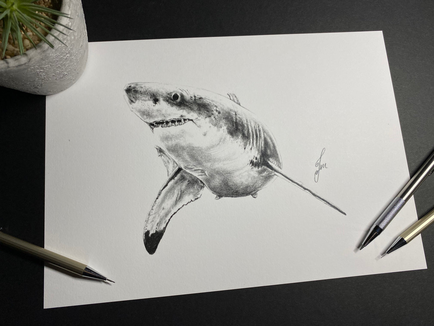 Great White Shark Graphite Drawing - PRINT