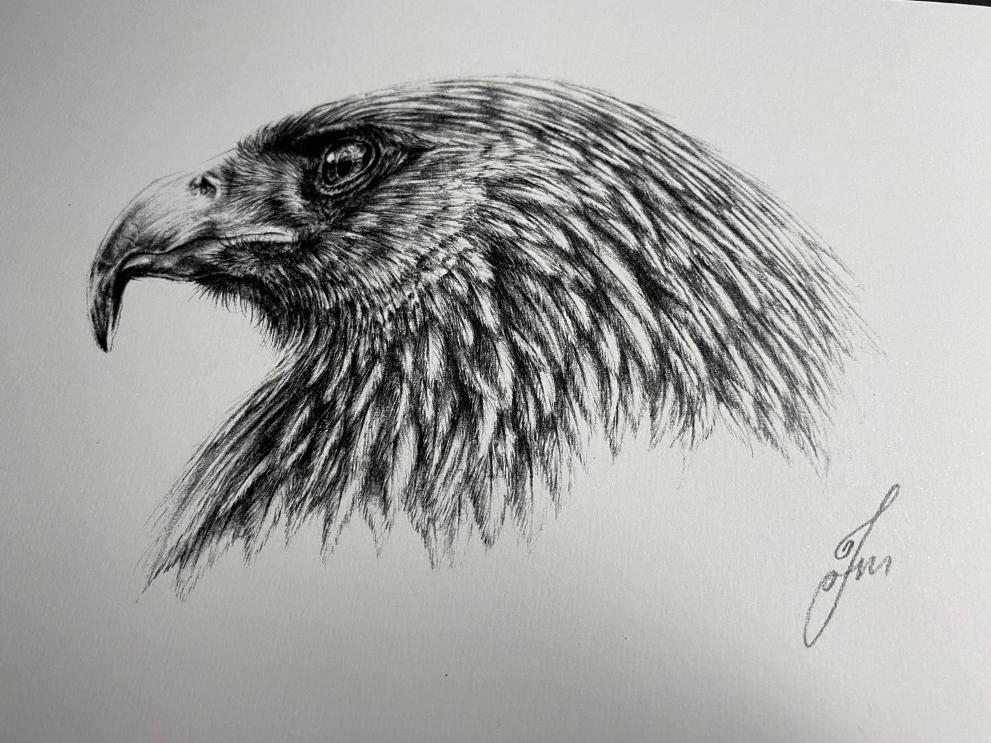 Eagle Graphite Pencil Drawing - PRINT