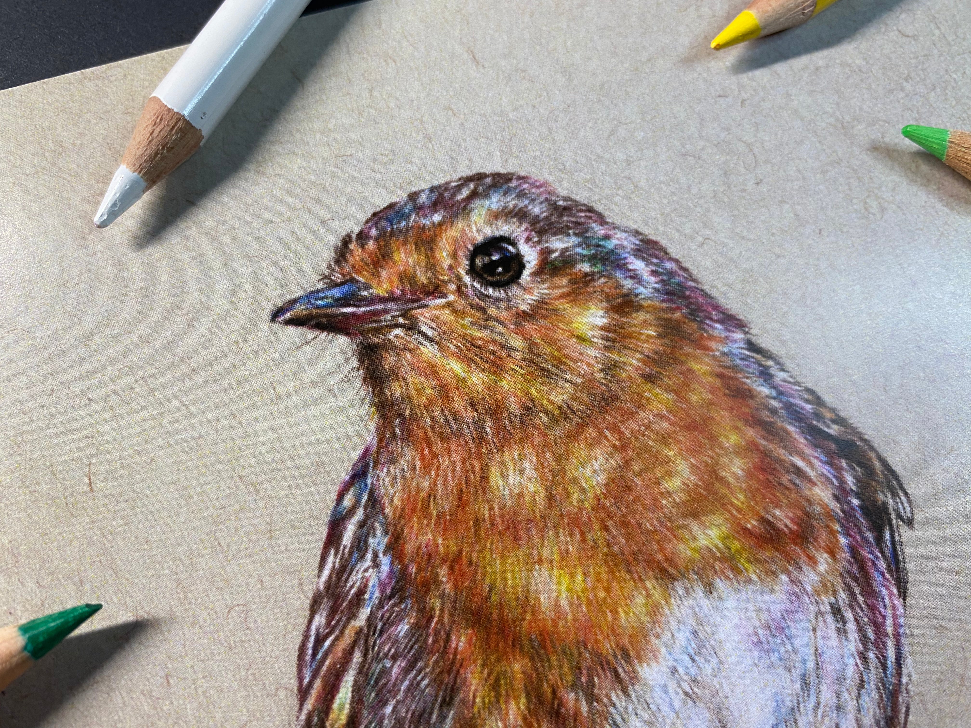 Close up of head of realistic robin drawing by tom mothersole