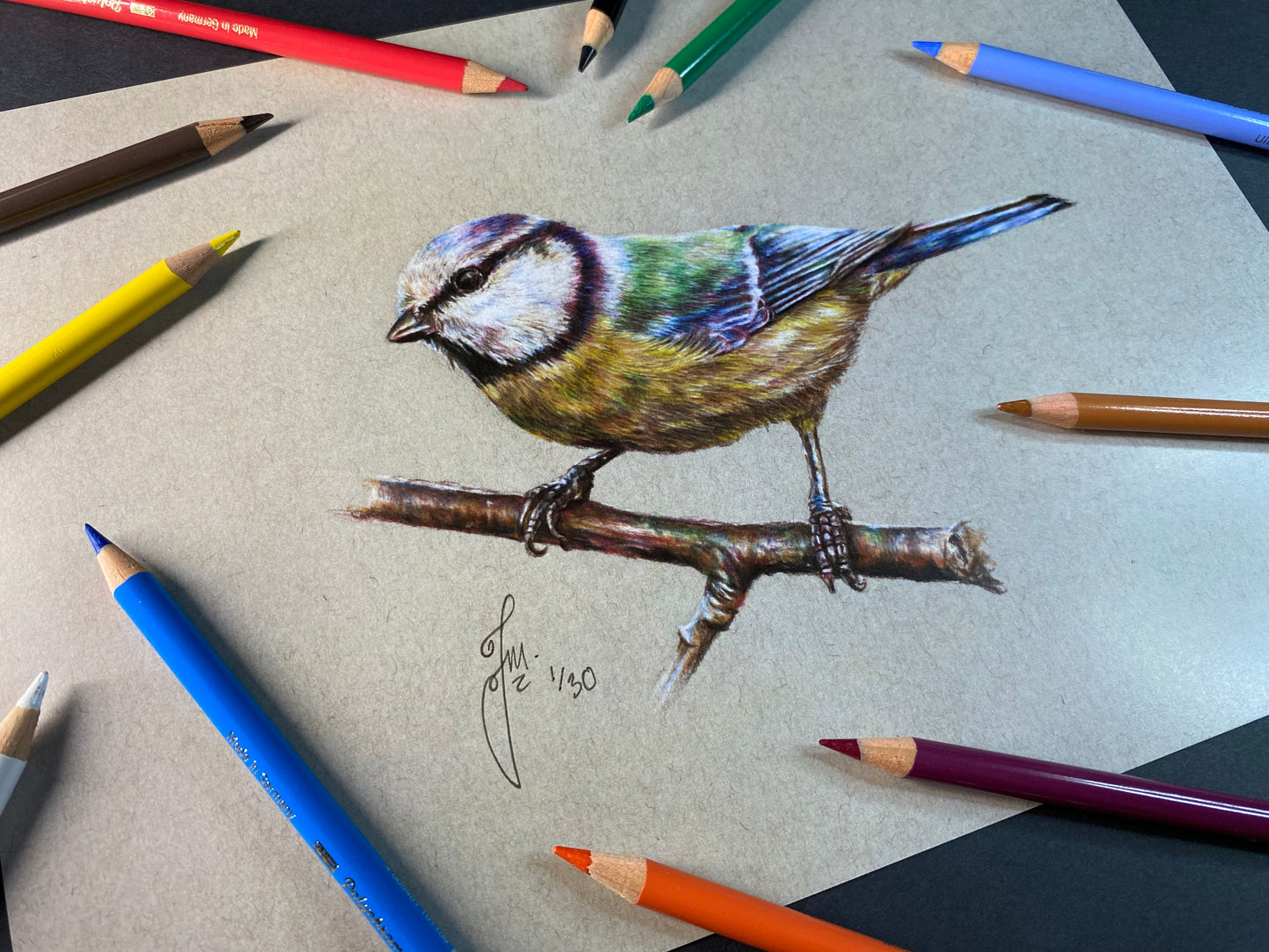 Blue Tit Drawing - Print