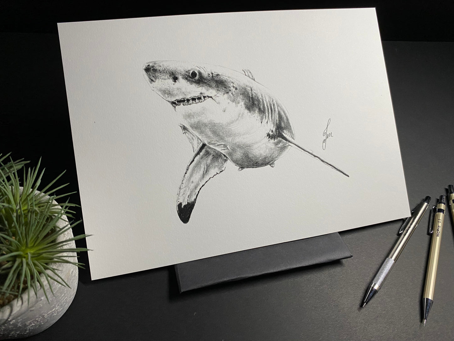 Great White Shark Graphite Drawing - PRINT