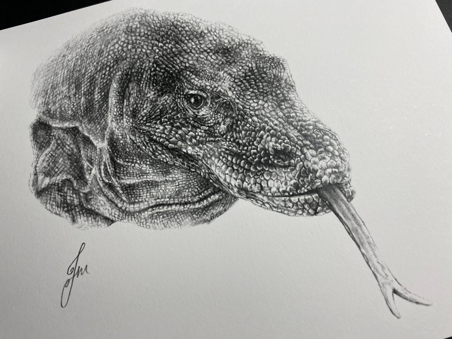 Komodo Dragon Graphite Drawing - PRINT