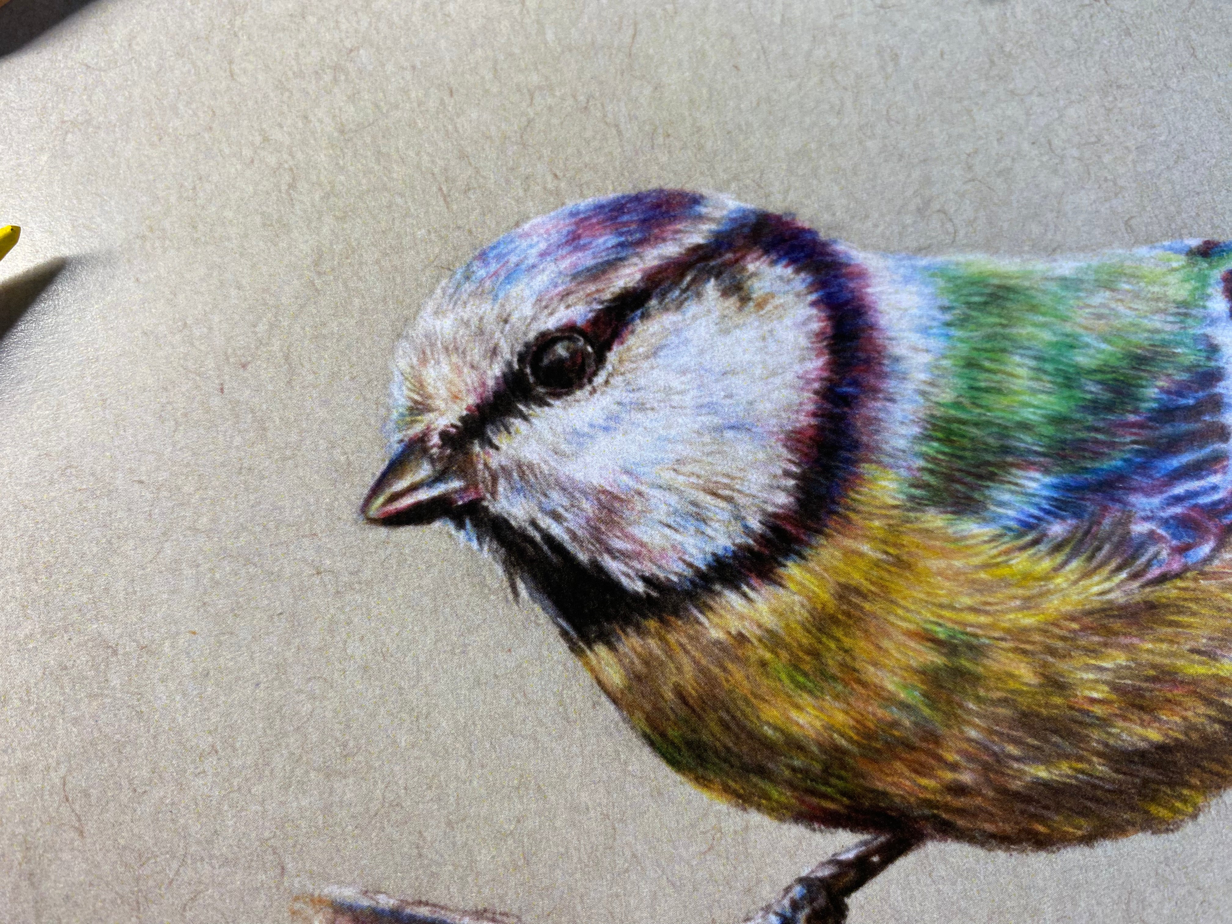 realistic coloured pencil drawing of a colourful blue tit garden bird by tom mothersole