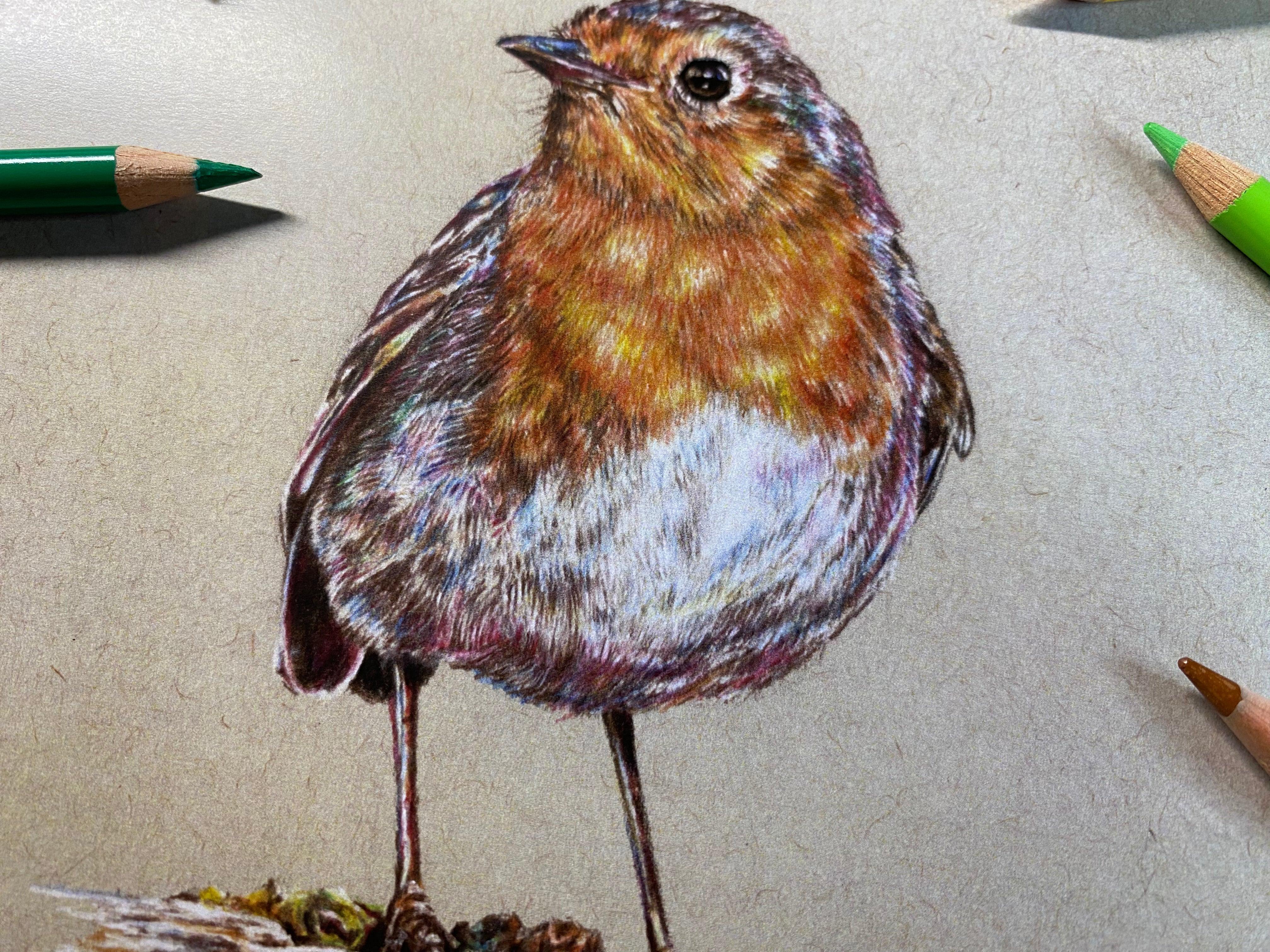 close up of the body of my realistic pencil drawing of a robin by tom mothersole