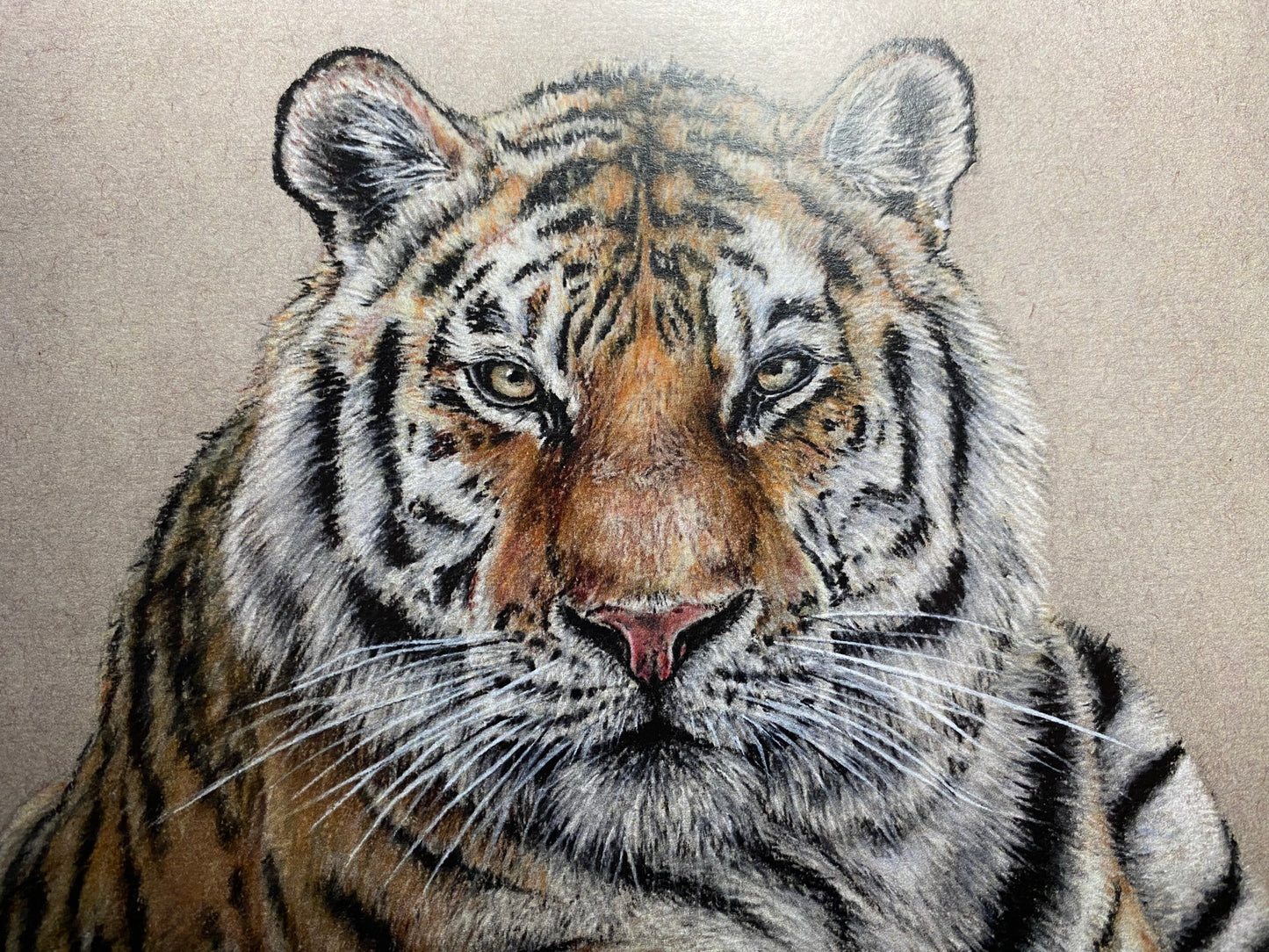 Tiger Pastel Pencil Drawing - PRINT