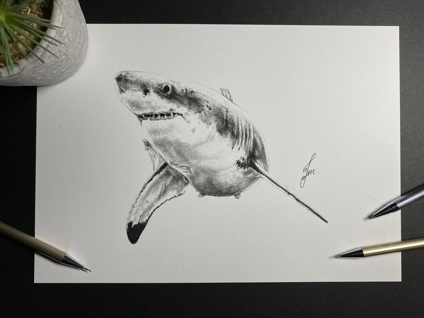 Great White Shark Graphite Drawing - PRINT