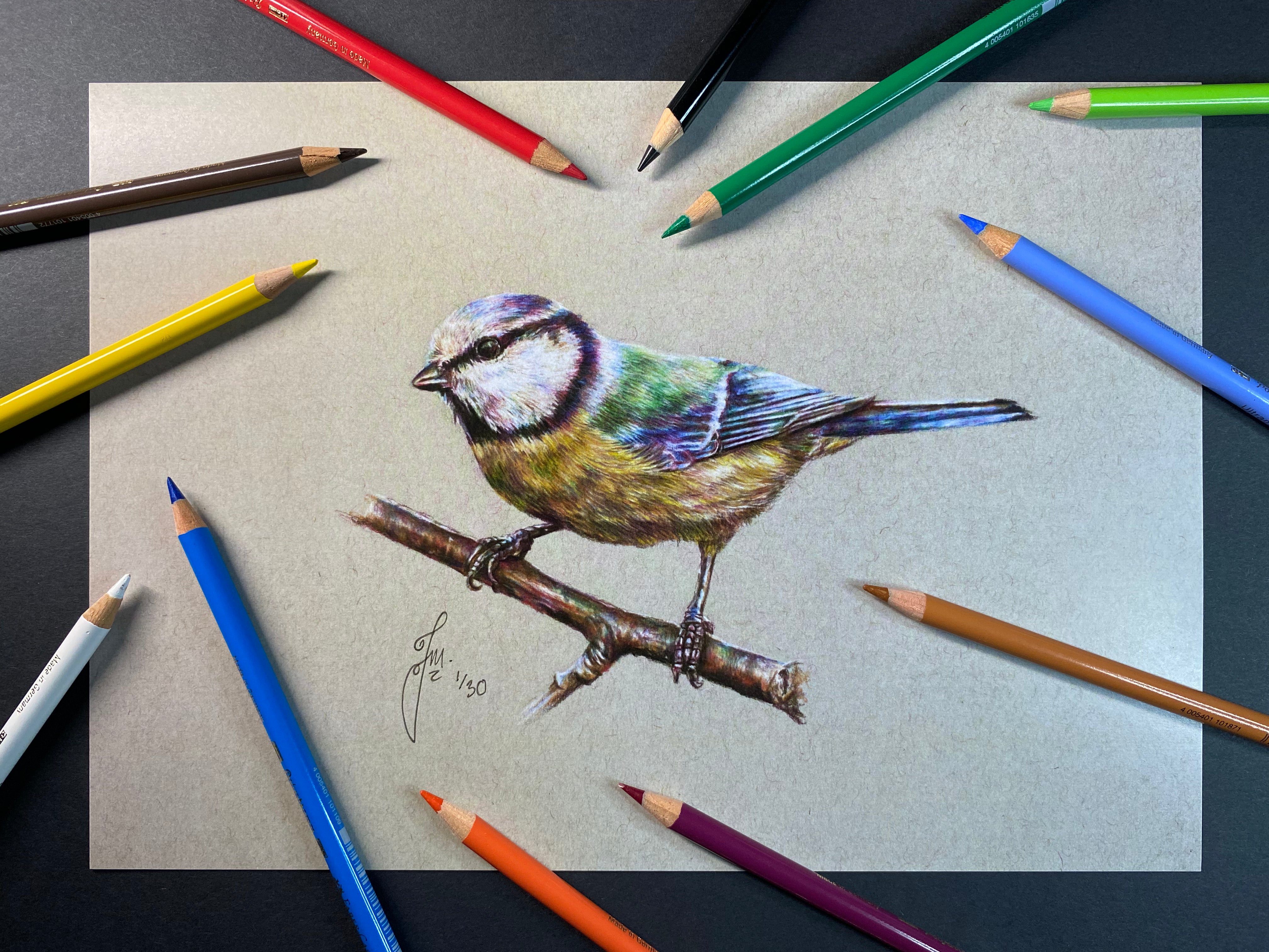 limited edition A4 print of a realistic coloured pencil drawing of a blue tit garden bird 